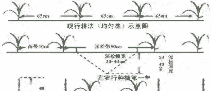 玉米种植行间距