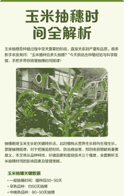 玉米种植多久能抽穗