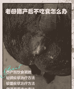 母猪产后总是不食咋回事