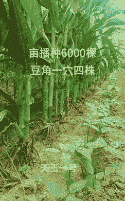 玉米种豆角种植技术