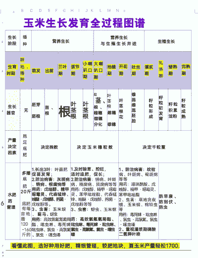 玉米种植大户名单