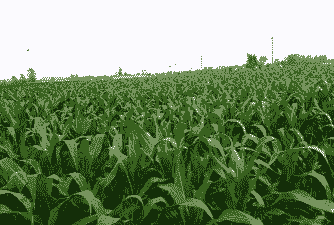 天津哪里有玉米种植