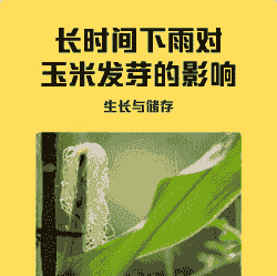 玉米种植多久会下雨