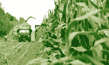 济宁最好玉米种植基地