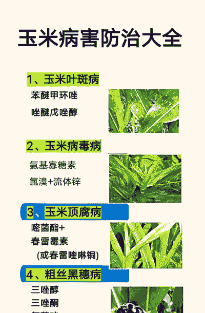 玉米种植最佳防治方案