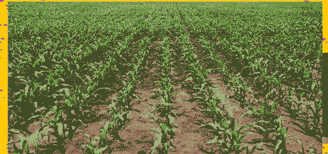 旱地的玉米种植技术