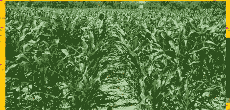 旱地种玉米种植技术