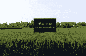 烟台小麦玉米种植地点