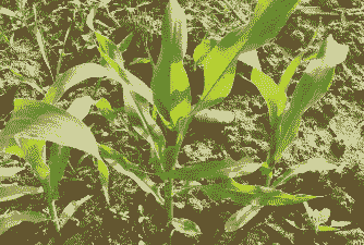 春玉米种植的行距