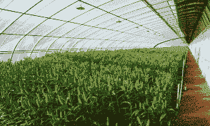 玉米种植大棚怎么建