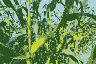 广东惠州玉米种植面积