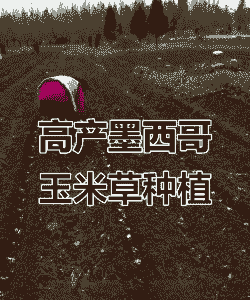 墨西哥玉米种植管理要点