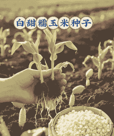 白色糯玉米种植方法