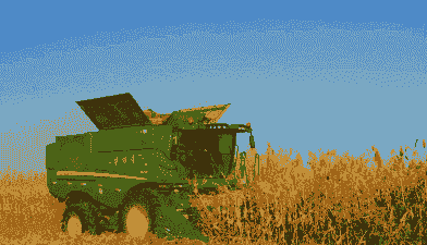 塔城丰收玉米种植面积