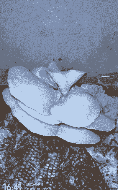 玉米种植什么菌好吃