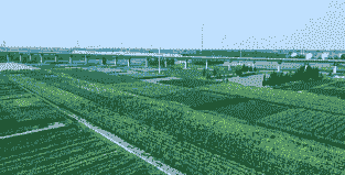 武清玉米种植面积多大