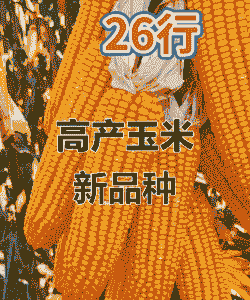 新疆玉米种植的品种
