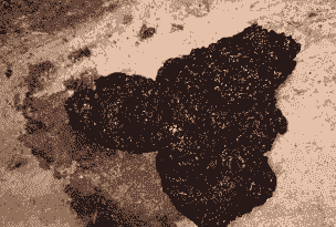 母猪产后拉黑色疙瘩粪