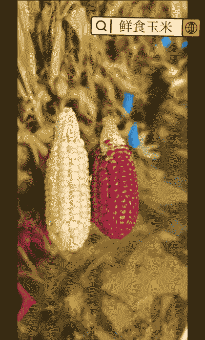 庆阳玉米种植品种介绍