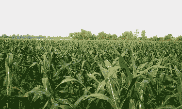 玉米种植地点选择