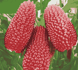 水果草莓玉米种植方法