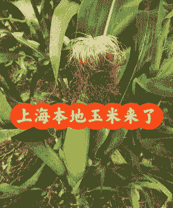 上海新玉米种植面积