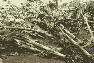 玉米种植倒伏怎么处理