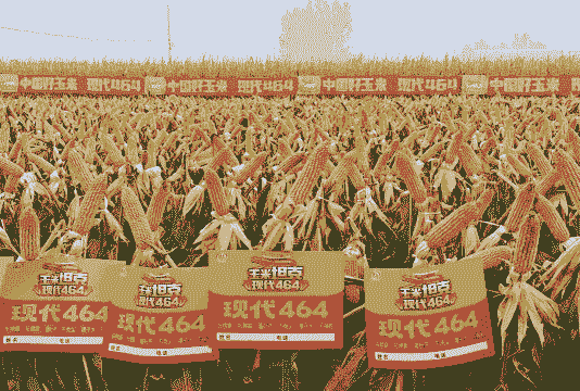 河南哪里种植玉米种