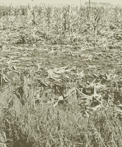玉米种植多久会下大雨