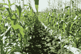 水果玉米种植基地在哪