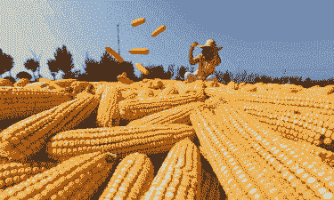 临沂郯城玉米种植面积