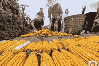 荣县玉米种植面积多大