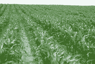 郑州哪有玉米种植基地