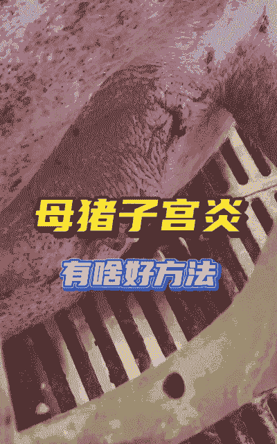 母猪产后感冒怎么治