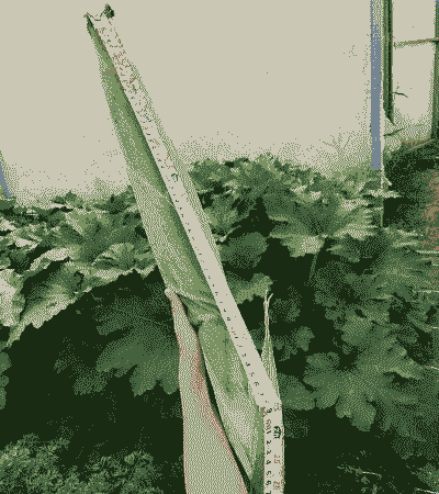 南美玉米种植价值