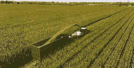 清丰的玉米种植面积