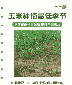玉米种植哪种最好养