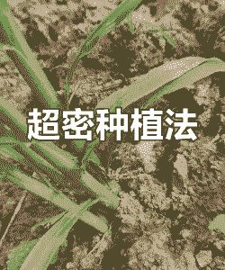 甜玉米种植株行距