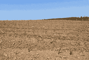 玉米种植技术存在问题