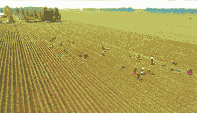 玉米种植的土地要求