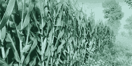 小麦和玉米种植季节