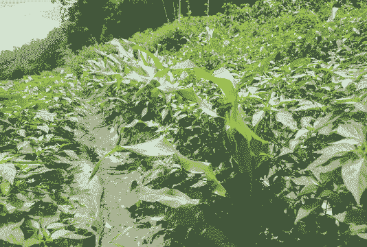 玉米种辣椒种植方法