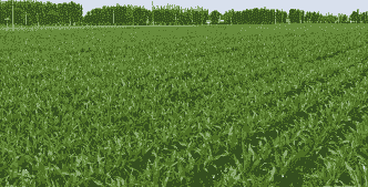 内蒙准格尔玉米种植面积