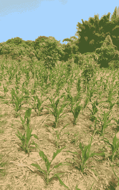 韶关翁源玉米种植面积