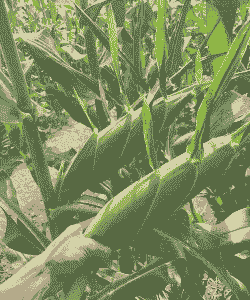 广西哪里玉米种植最好