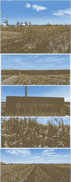 辽宁的玉米种植面积