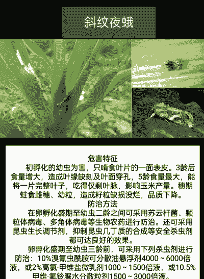 玉米种植防虫害方法