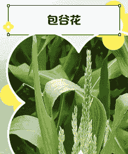 玉米种植花卉推荐品种