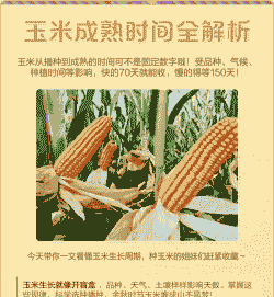 玉米种植多少天成熟