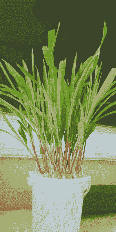 盆栽玉米种植蔬菜技术